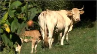 vente directe, ferme Apezetxea, à Lacarry 