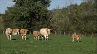 vente directe, ferme Apezetxea, à Lacarry 