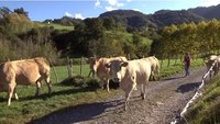 vente directe, ferme Apezetxea, à Lacarry 