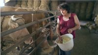 vente directe, ferme Apezetxea, à Lacarry 