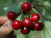 Cerise d'Itxassou : Peloa (photo Ass. Xapata)