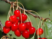 Cerise d'Itxassou : Xapata (photo Ass. Xapata)