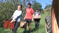 La récolte des pommes se fait grâce à l'entraide 