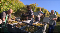 Les vendanges au Domaine Ameztia (2014)