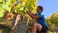 Gexan Costéra, lors de vendanges 2014